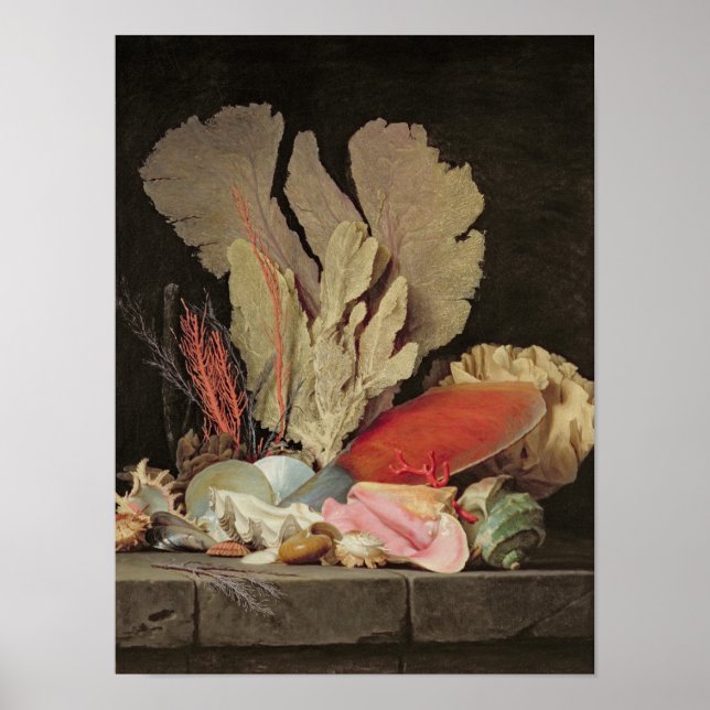 Algen, Lithophyten und Muscheln Poster (Vorne)