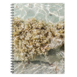 Algen Spiral Foto Notizbuch Notizblock