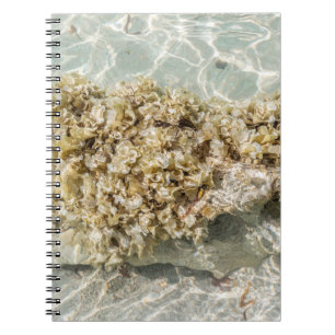 Algen Spiral Foto Notizbuch Notizblock