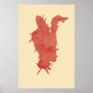 Algenvorschlaf von vier poster