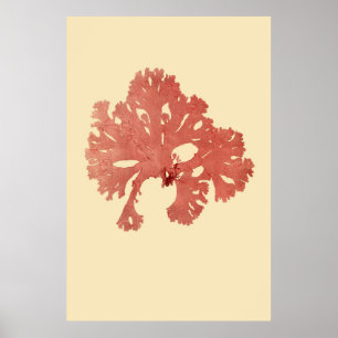 Algenvortrieb, ursprünglich von vier poster