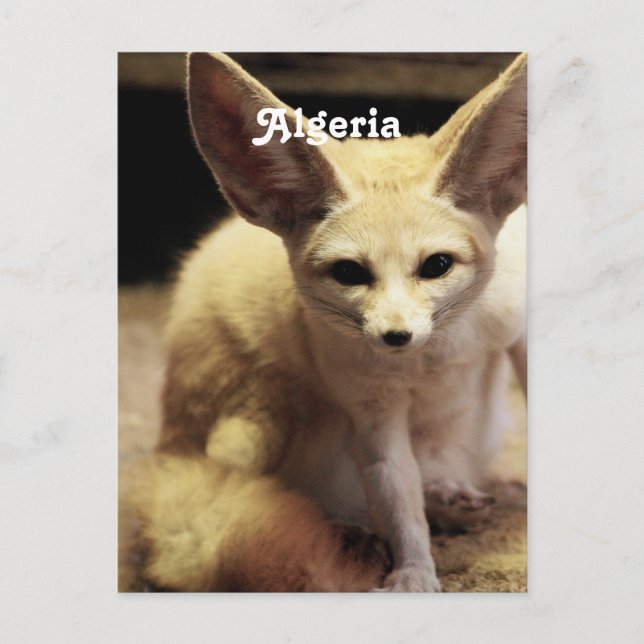 Algeria Fennec Fox Postkarte (Vorderseite)