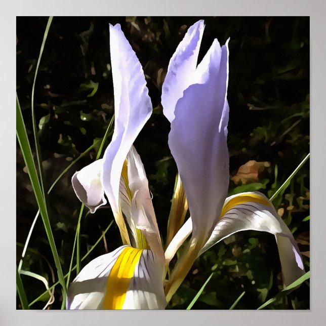 Algerische Iris Hyperrealistische Wildblume Malere Poster (Vorne)