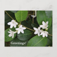 Algerische ivische Postkarte