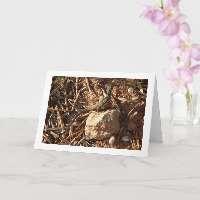 Algerischer Sand Racer, Psammodromus Algirus, Liza Karte (Orchidee)