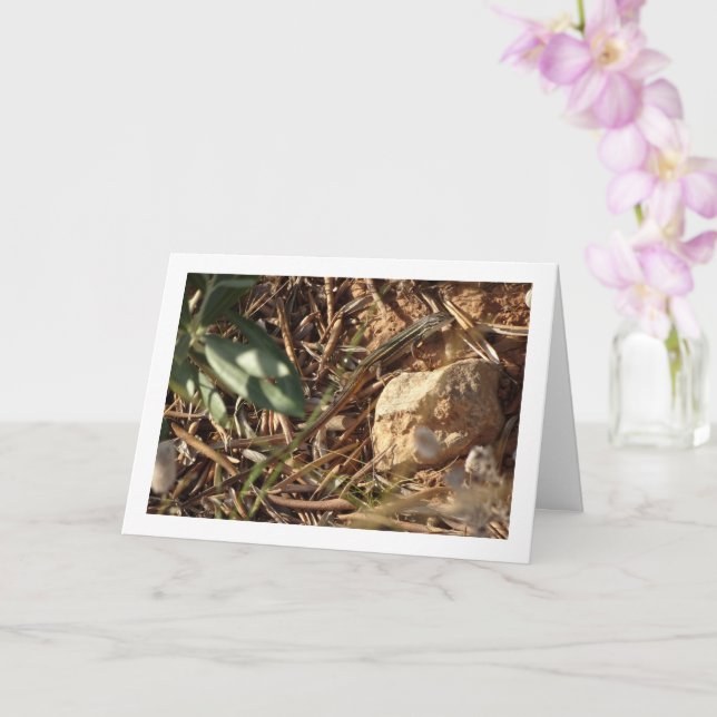 Algerischer Sand Racer, Psammodromus Algirus, Liza Karte (Orchidee)