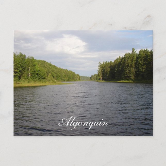 Algonquin Beauty Postkarte (Vorderseite)