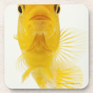 Alias Komet-angebundener Goldfisch. Robust Getränkeuntersetzer