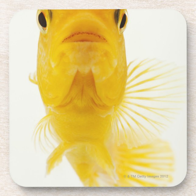 Alias Komet-angebundener Goldfisch. Robust Getränkeuntersetzer (Vorderseite)