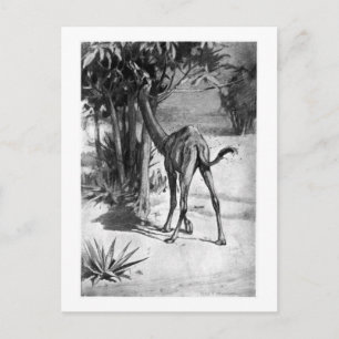 Alice B. Woodward: Altecamelus Art Pocket Postkarte