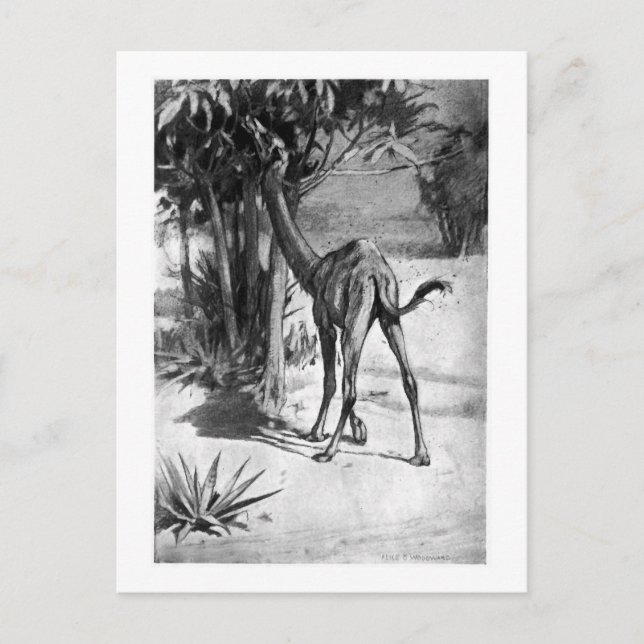 Alice B. Woodward: Altecamelus Art Pocket Postkarte (Vorderseite)