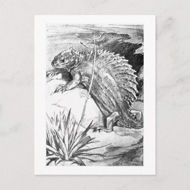 Alice B. Woodward: Edaphosaurus Art Postcard Postkarte (Vorderseite)