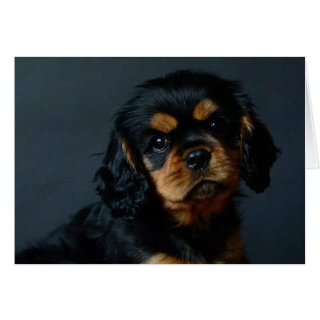 Alices desi.jpg (Vorderseite (Horizontal))