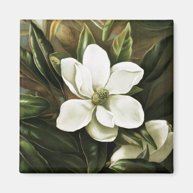 Alicia H. Laird: Magnolia Grandflora Magnet (Vorne)