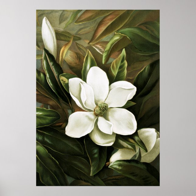 Alicia H. Laird: Magnolia Grandflora Poster (Vorne)