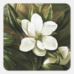 Alicia H. Laird: Magnolia Grandflora Quadratischer Aufkleber
