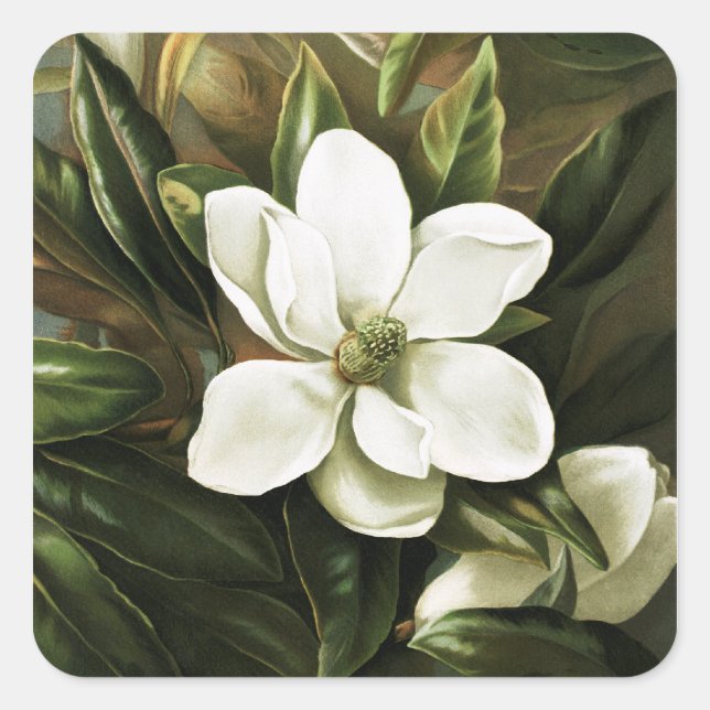 Alicia H. Laird: Magnolia Grandflora Quadratischer Aufkleber (Vorderseite)