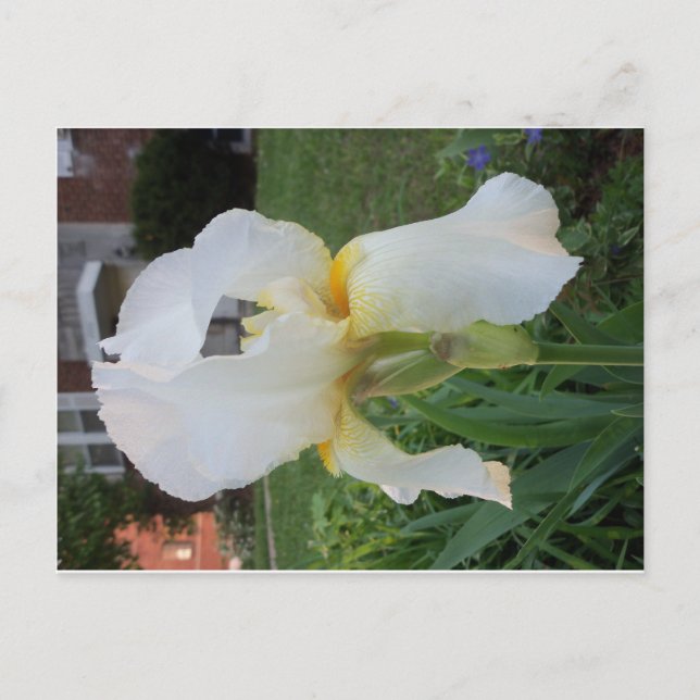 Alien Blume Postkarte (Vorderseite)