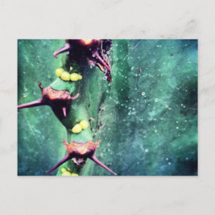 Alien Cactus Postcard Postkarte