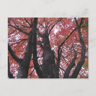 Ali's perspektive Postkarte