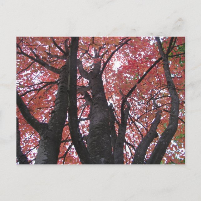 Ali's perspektive Postkarte (Vorderseite)