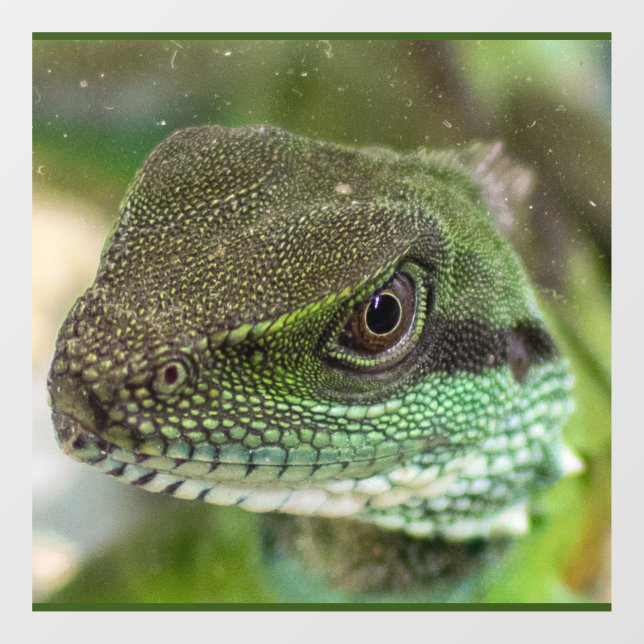 Alizard Fensteraufkleber (Blatt)