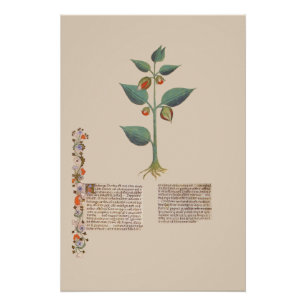 Alkekengi Blasenkirsche Mittelalterliche Pflanzenh Poster