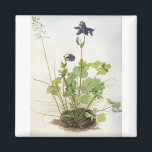Alkelei-Blume - Albrecht Durer - c1500 Magnet<br><div class="desc">Malerei mit dem Titel "Alkelei-Blume" von Albrecht Durer. Stilllebenmalerei einer Pflanze. Gemalt um 1500.</div>