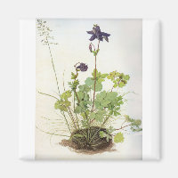 Alkelei-Blume - Albrecht Durer - c1500