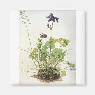 Alkelei-Blume - Albrecht Durer - c1500 Magnet