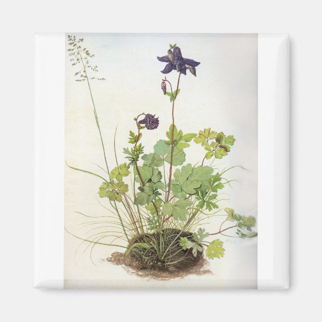Alkelei-Blume - Albrecht Durer - c1500 Magnet (Vorne)