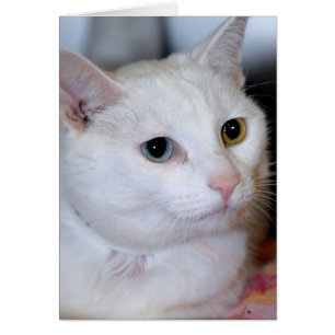 All-Weißer Shorthair Katzen-Gruß/Mitteilungskart
