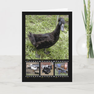 Alle gequackten Filmstreifen-Grußkarten Karte