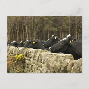 Alle in einer Row-Postkarte Postkarte