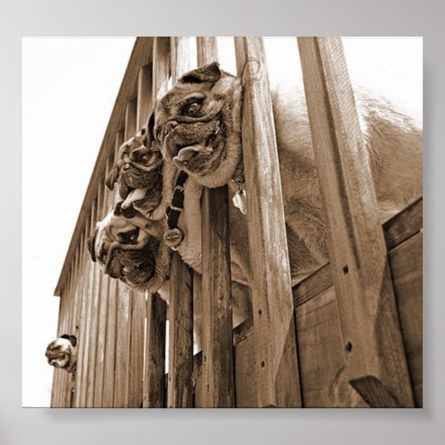 ALLE MOPS AUF DECK LEINWAND POSTER (Vorne)