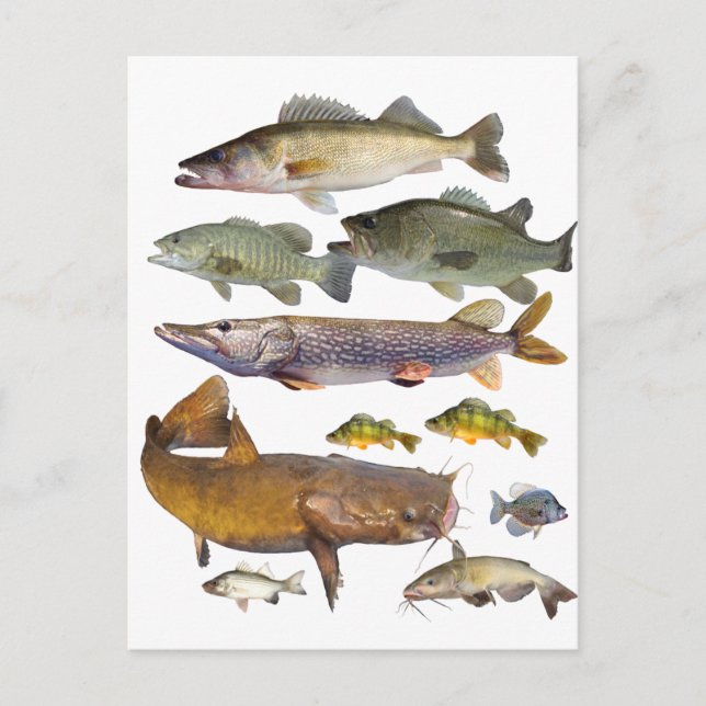 alle Wildfische Postkarte (Vorderseite)