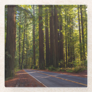 Allee des riesigen Rotholzes Kalifornien Glasuntersetzer