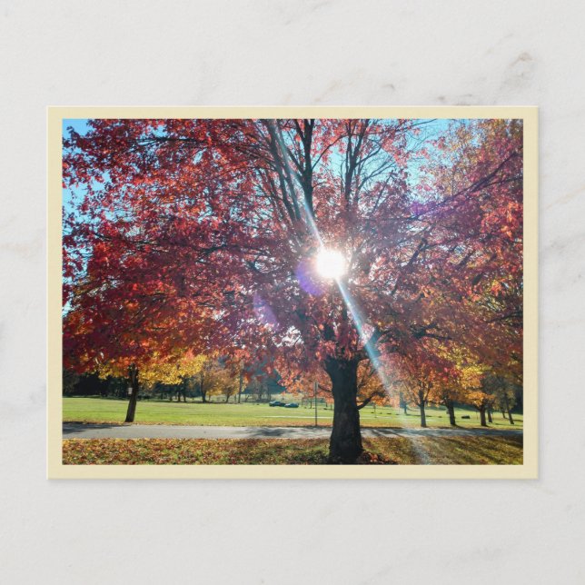 Allegany Autumn Postkarte (Vorderseite)