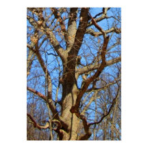 Alleinbaum im Winter