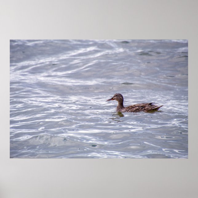 Alleinmallard im Wasser Poster (Vorne)
