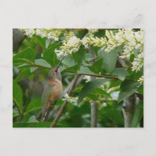 Allen's Hummingbird Postcard Postkarte