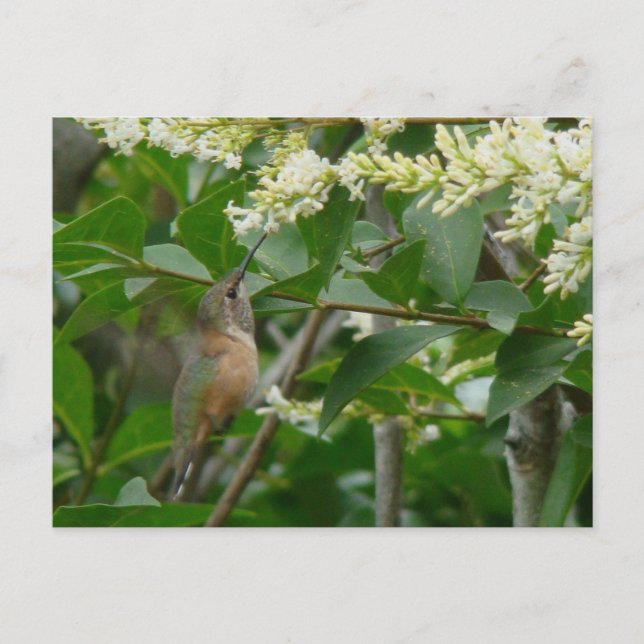 Allen's Hummingbird Postcard Postkarte (Vorderseite)