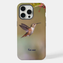 Allens Kolibri