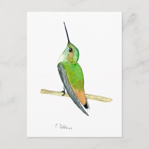 Allens Kolibri Postkarte