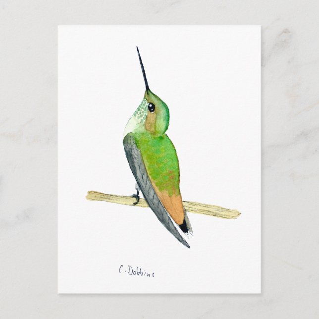 Allens Kolibri Postkarte (Vorderseite)