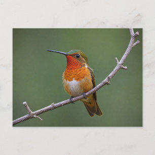 Allens Kolibri sitzend Postkarte