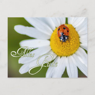 Alles Gute mit Glücks-Marienkäfer Postkarte