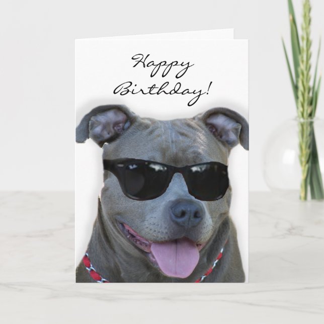 Alles Gute zum Geburtstag blaues pitbull mit Karte (Vorderseite)