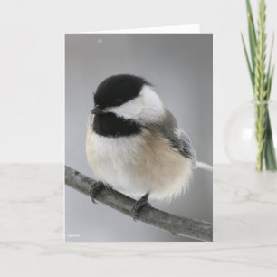 Alles Gute zum Geburtstag Chicky Poo! Karte