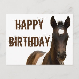 Alles Gute zum Geburtstag Colt Horse Postkarte